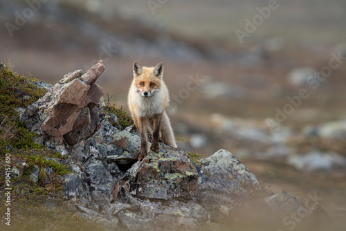 Photography A red fox in the tundra, Varanger Peninsula, Northern Norway