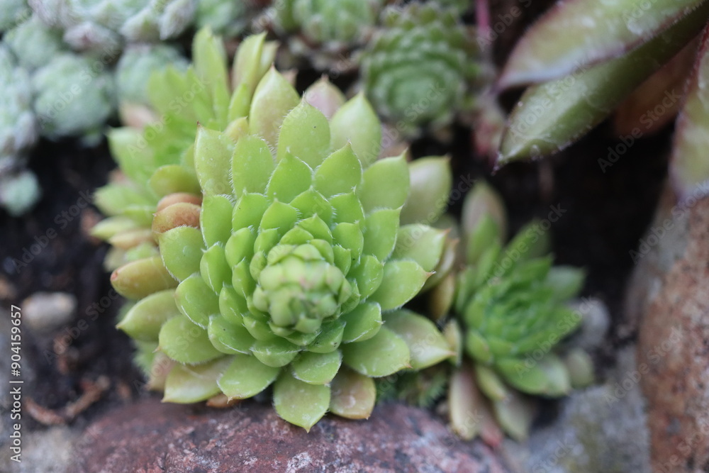 rojnik California Sempervivum