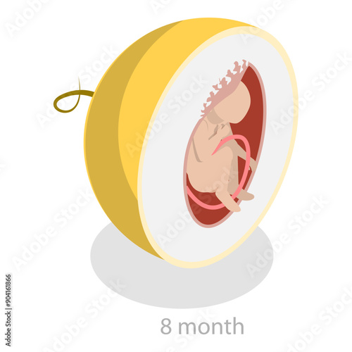 3D Isometric Flat Vector Illustration of Embryo Monthly Growth Stages, Human Fetus Development. Item 7