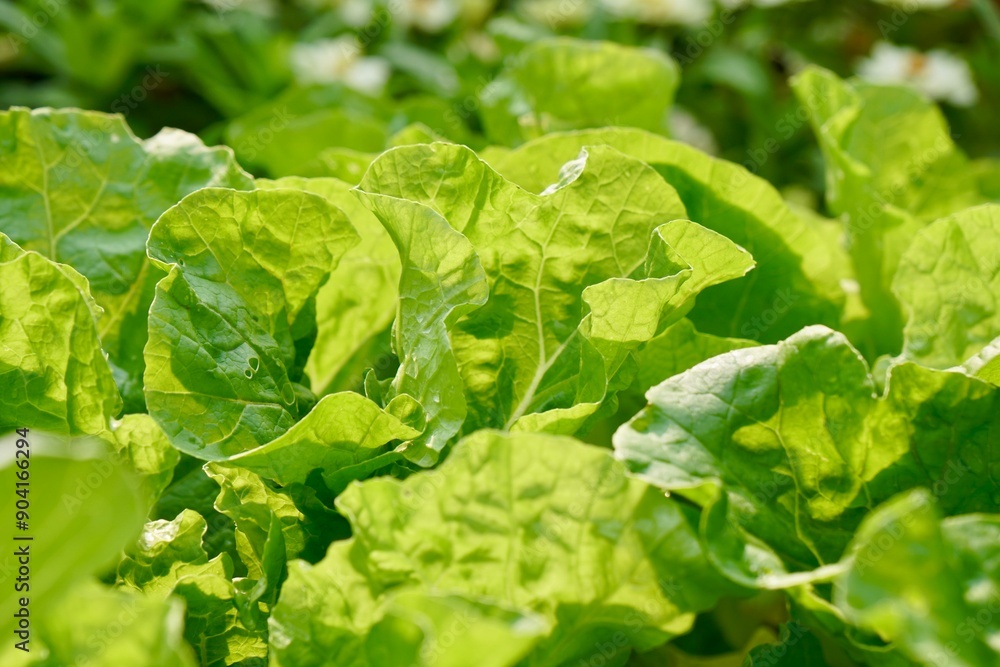 Selective focus of Chinese cabbage. veggies on soil in morning light. Fresh homegrown, organic green vegetables, raw food. Plant plot in urban farming styles. Gardening and beauty nature background. Selective focus of Chinese cabbage. veggies on soil in morning light. Fresh homegrown, organic green vegetables, raw food. Plant plot in urban farming styles. Gardening and beauty nature background.