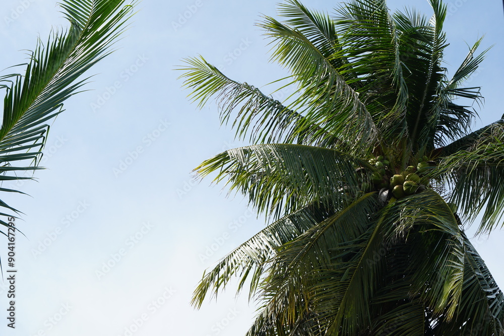 coconut leaves and tree with daylight against with blue sky as a background. summer time and destination travel concept. Nature wallpaper. coconut leaves and tree with daylight against with blue sky as a background. summer time and destination travel concept. Nature wallpaper.