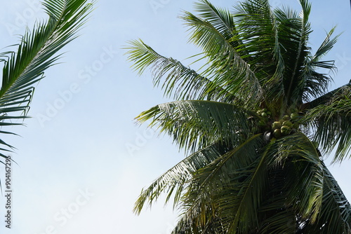 coconut leaves and tree with daylight against with blue sky as a background. summer time and destination travel concept. Nature wallpaper.