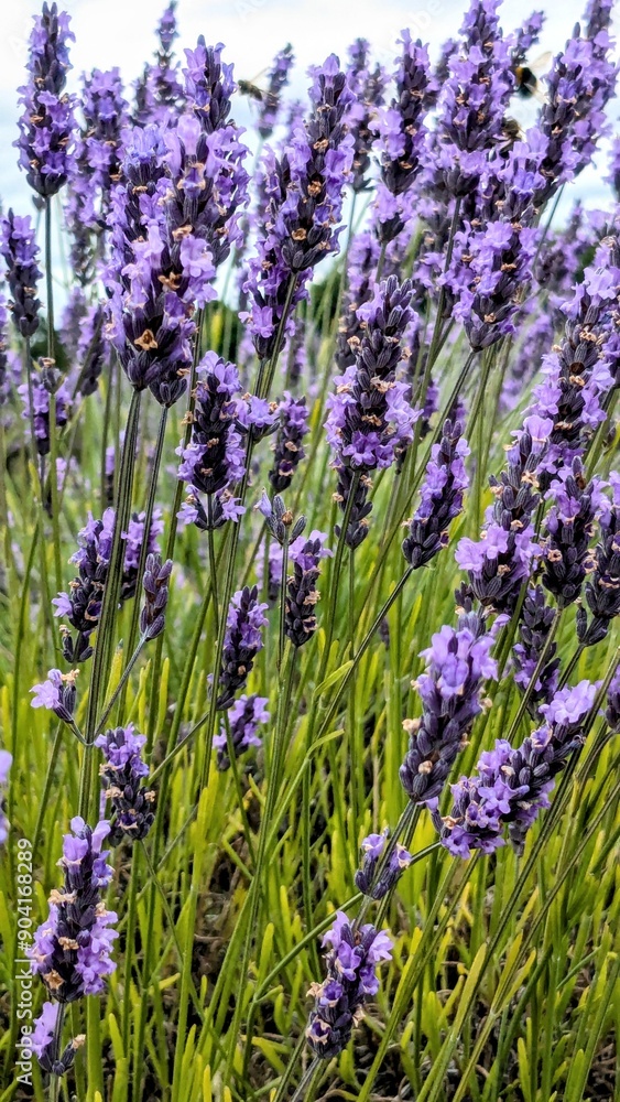 Naklejka premium Classic purple lavender in a lavender field in England