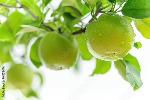 Close up of a fresh green Aegle marmelos fruit on tree with white background also called bael or Bengal quince photo