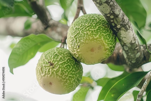 Close up of a fresh green Aegle marmelos fruit on tree with white background also called bael or Bengal quince photo