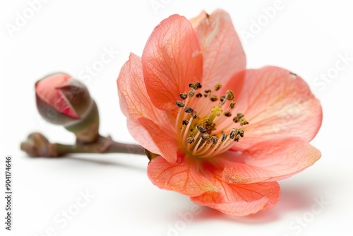 Close up photo of Bengal Quince flower with soft shadow on white background photo