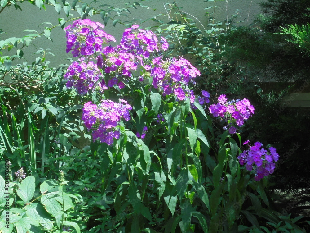 Obraz premium beautiful flowers in the garden