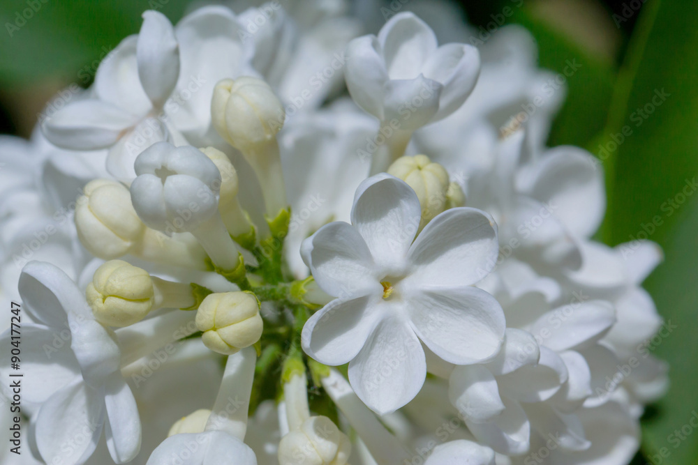 The photo shows a close-up of white lilac flowers. The photo shows a close-up of white lilac flowers.