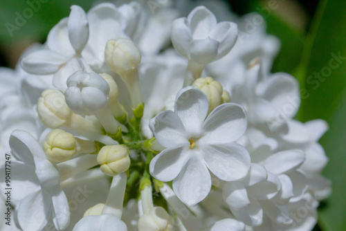 The photo shows a close-up of white lilac flowers.
