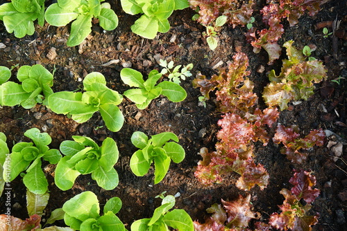 Top view, green cos and red coral salad veggies on soil with morning light. Fresh homegrown, organic green vegetables, raw food. Plant plot in  urban farming styles. Home gardening concept. photo