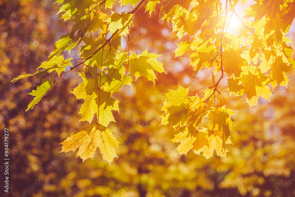 Autumn background-yellow maple leaves in the city Park
Autumn background-yellow maple leaves in the city Park