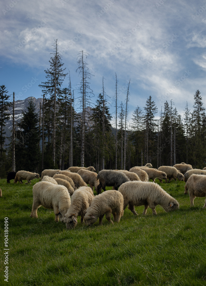 Obraz premium Obraz przedstawia wypas stada owiec na łące w górach. 