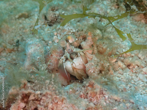 Wallpaper Mural シャコの赤ちゃん Torontodigital.ca