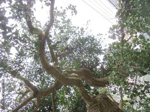 Tablou pe pânză Beautiful branchy tree against the sky