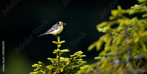 Motacilla citreola carries food to the nest for the young. photo