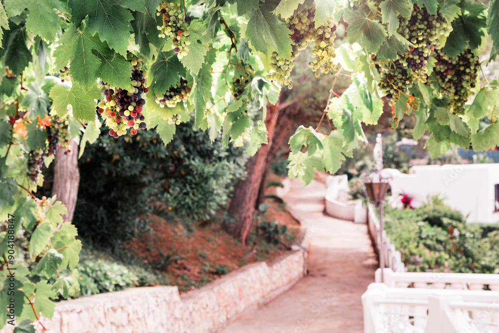 Obraz premium Grapevine Archway in Italian Hotel