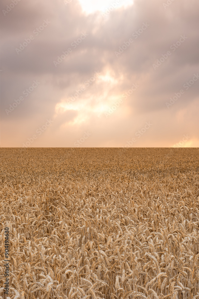 Naklejka premium Rural, clouds and wheat field in nature for agriculture, sustainability or harvest in countryside. Ecology, crop and grain development on farm for environment, landscape or growth in Switzerland
