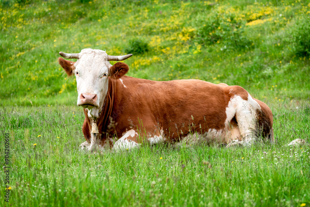 A beautiful Simmental cow is resting in the field A beautiful Simmental cow is resting in the field