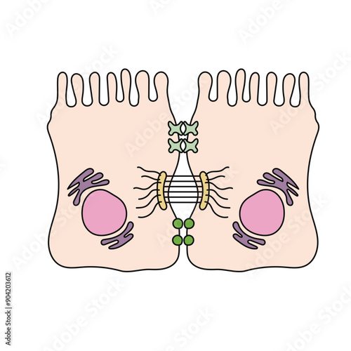 cell junction
