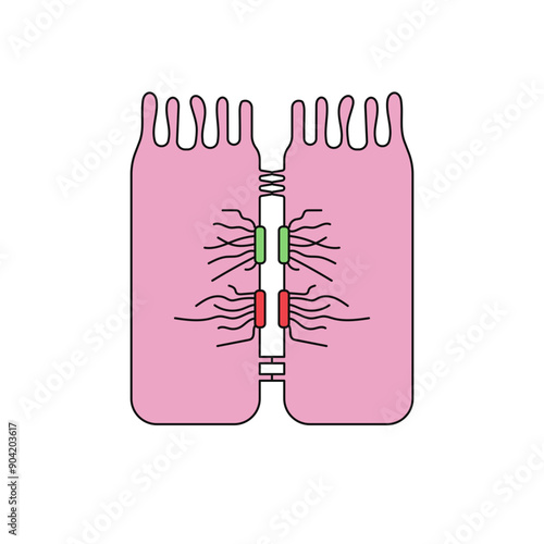 cell junction