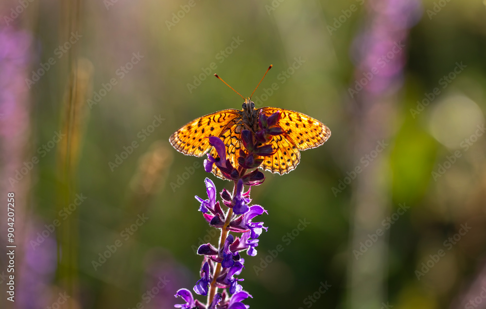 dotted butterfly on pink flower, Twin-spot fritillary, Brenthis hecate