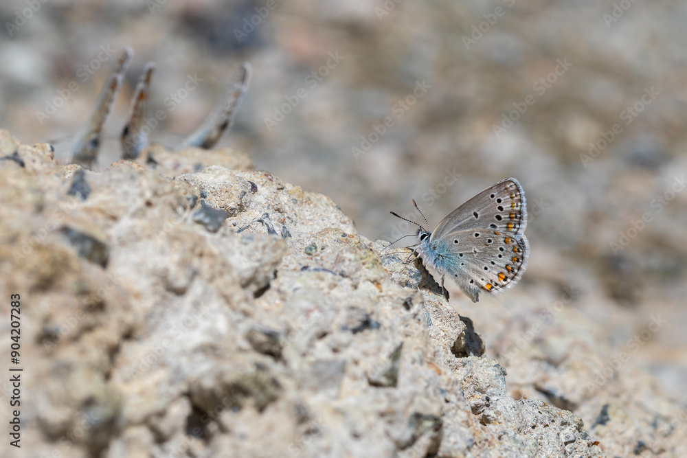 little butterfly taking minerals from the ground, Anatolian Zephyr Blue , Plabejus modicus little butterfly taking minerals from the ground, Anatolian Zephyr Blue , Plabejus modicus