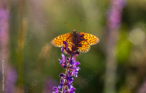 Obraz na płótnie dotted butterfly on pink flower, Twin-spot fritillary, Brenthis hecate w salonie