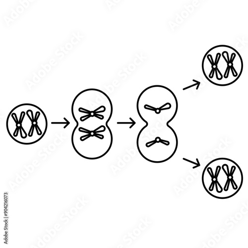 cytokinesis icon