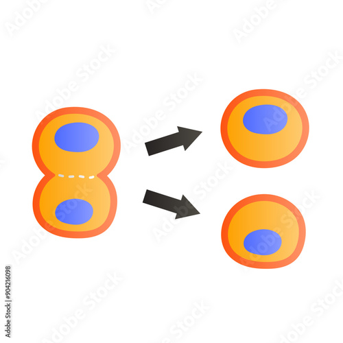 cytokinesis