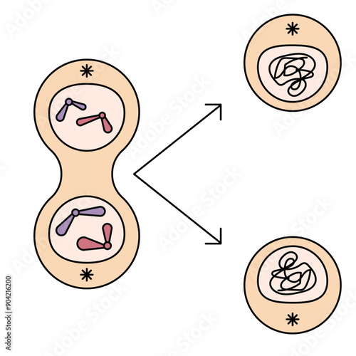 cytokinesis