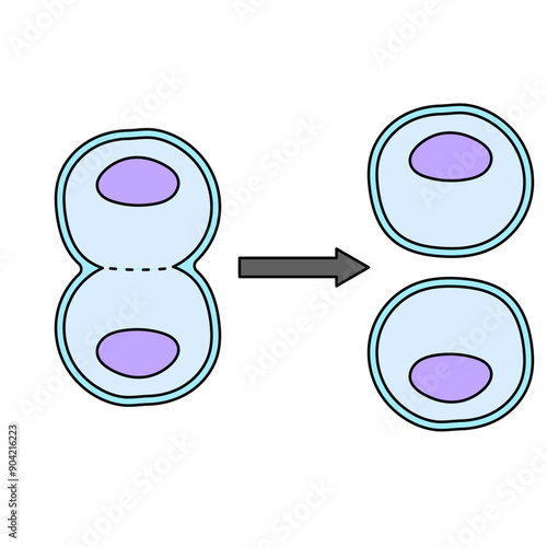 cytokinesis
