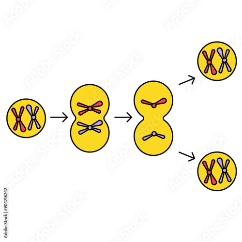 cytokinesis