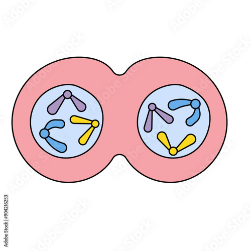 cytokinesis