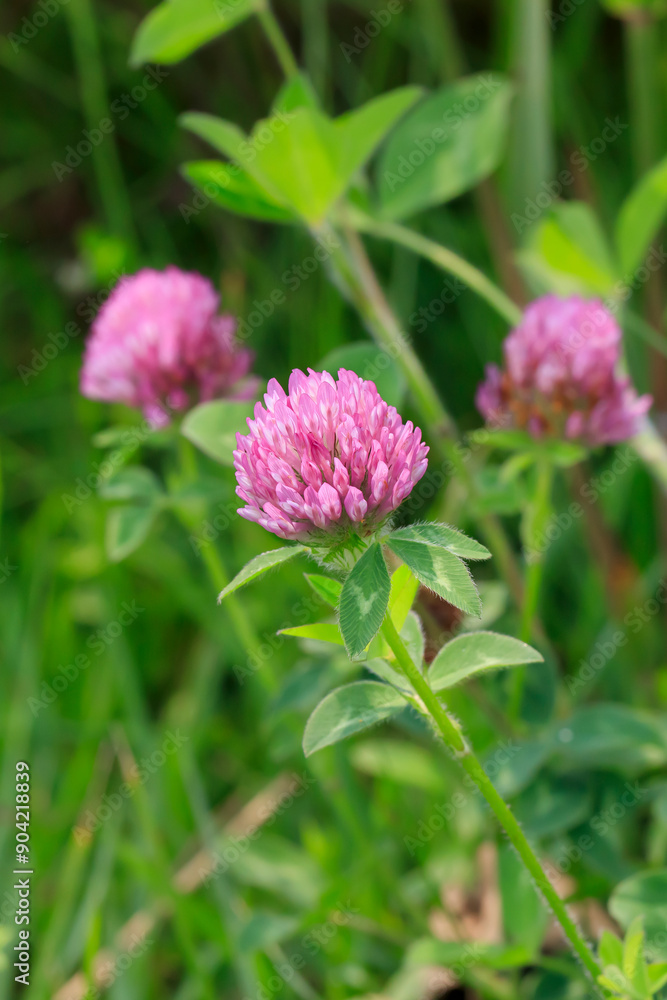 Purple clover blooming in Hotoke-numa Swamp Purple clover blooming in Hotoke-numa Swamp