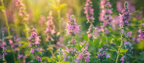 Close up of pink flowers like marsh hedgenettle or marsh woundwort on a summer lawn ideal for copy space image photo