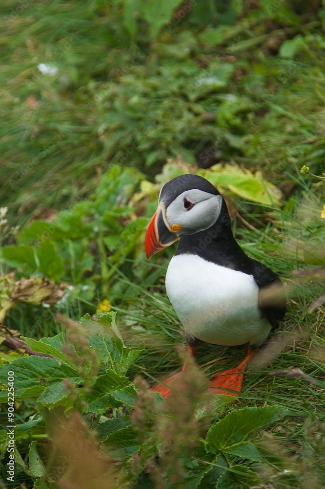 Naklejka premium atlantic puffin