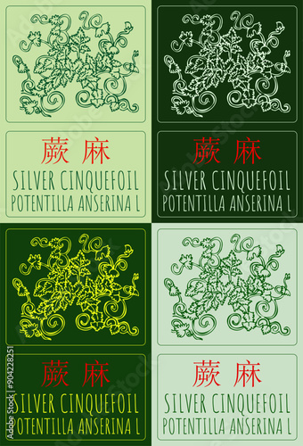Set of vector drawing SILVER CINQUEFOIL in Chinese in various colors. Hand drawn illustration. Latin name is POTENTILLA ANSERINA L.
