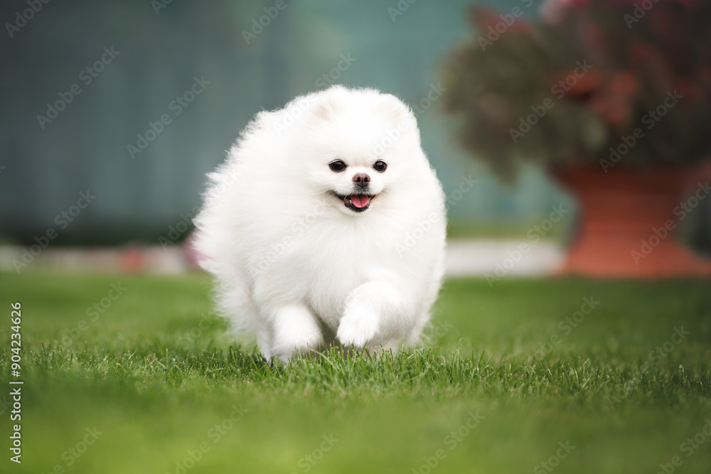 happy white pomeranian spitz dog running on grass in the park happy white pomeranian spitz dog running on grass in the park