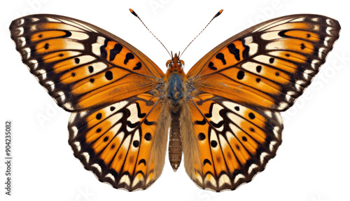 PNG Butterfly animal insect white background. photo