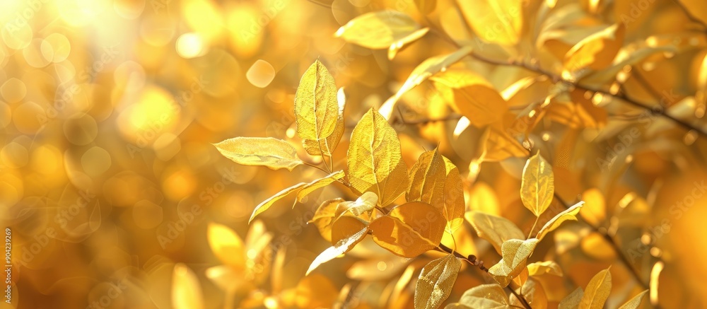 Fototapeta premium Vibrant yellow leaves stand out in the garden capturing the essence of a fresh morning and the approach of dusk providing ample copy space in the image