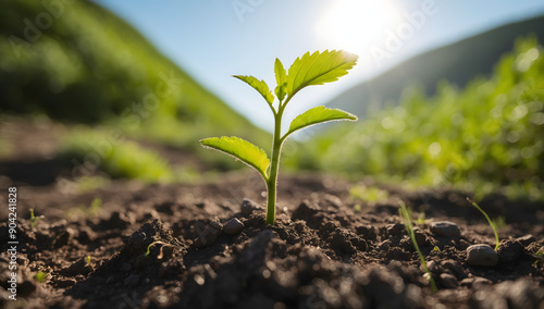 Amidst the beauty of the countryside, a young Withania plant can be seen growing in a field, exemplifying their dicotyledonous traits