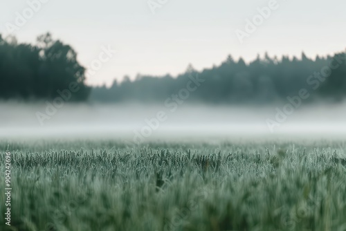 Misty morning perfect for wallpaper landscape fantasy