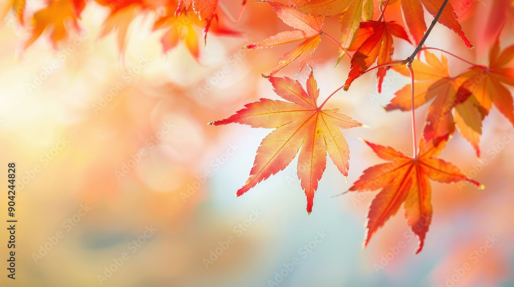 Soft focus of autumn leaves hanging from tree branches in warm light Soft focus of autumn leaves hanging from tree branches in warm light