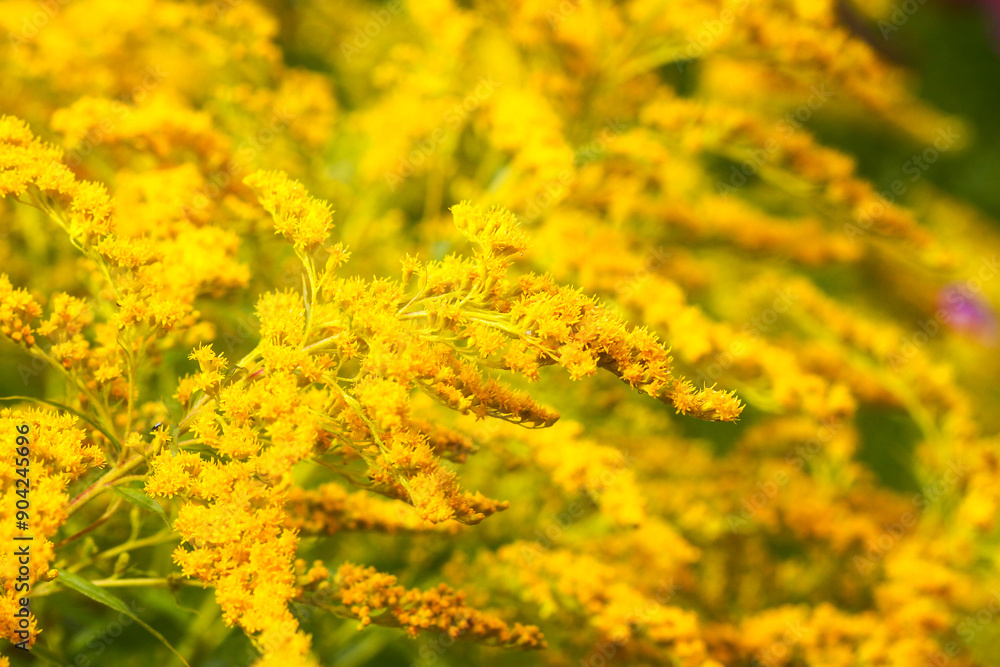 Solidago gigantea or Goldenrod plant in flowering season. Solidago gigantea or Goldenrod plant in flowering season.