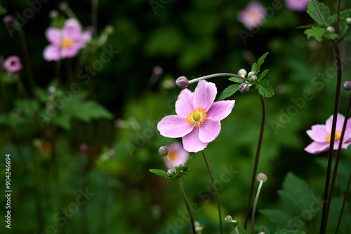 pink and white flowers