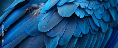 Close up of blue macaw feathers texture background, abstract wallpaper. Beautiful color, blue and dark blue. Close-up photo of parrot wings with copy space.