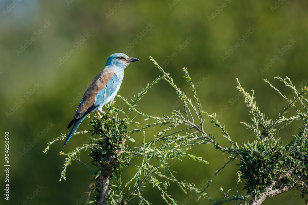 European Roller standing on a bush isolated in natural background in Kruger National park, South Africa ; Specie Coracias garrulus family of Coraciidae European Roller standing on a bush isolated in natural background in Kruger National park, South Africa ; Specie Coracias garrulus family of Coraciidae
