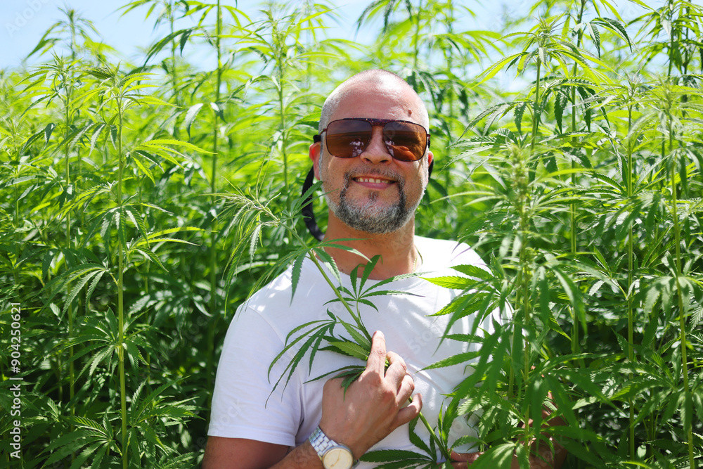 Fototapeta premium happy man in hemp plants in the field, Cultivation of marijuana, flowering cannabis plant as a legal medicinal drug.