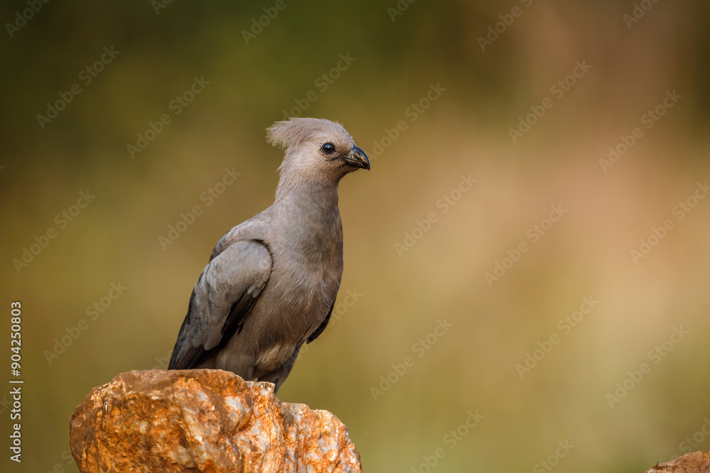 Obraz premium Grey go away bird standing on rock isolated in natural background in Kruger National park, South Africa ; Specie Corythaixoides concolor family of Musophagidae