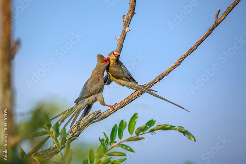 Two Red faced Mousebird standing on shrub in Kruger National park, South Africa ; Specie Urocolius indicus family of Coliidae photo